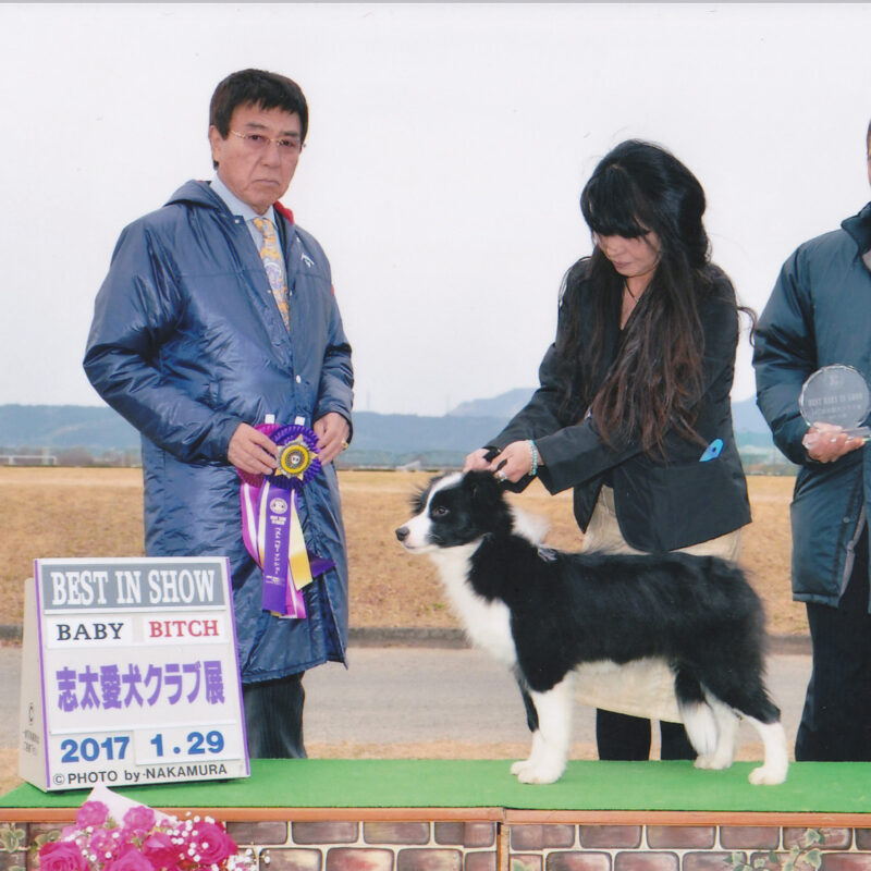 アリエル Wild Zap Rider ボーダーコリーブリーダー